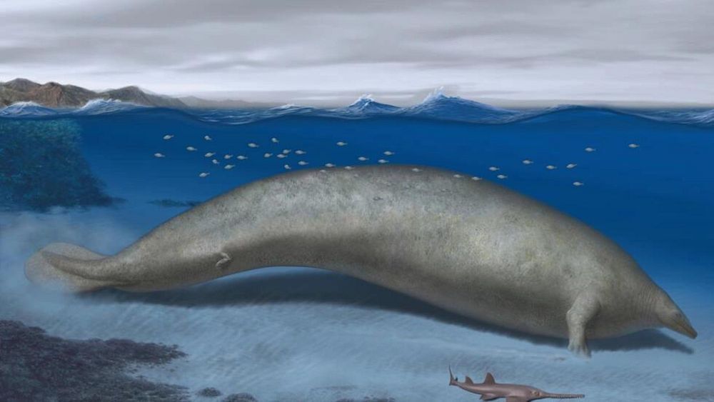 دانشمندان بقایای نهنگ بزرگ باستانی را کشف کردند