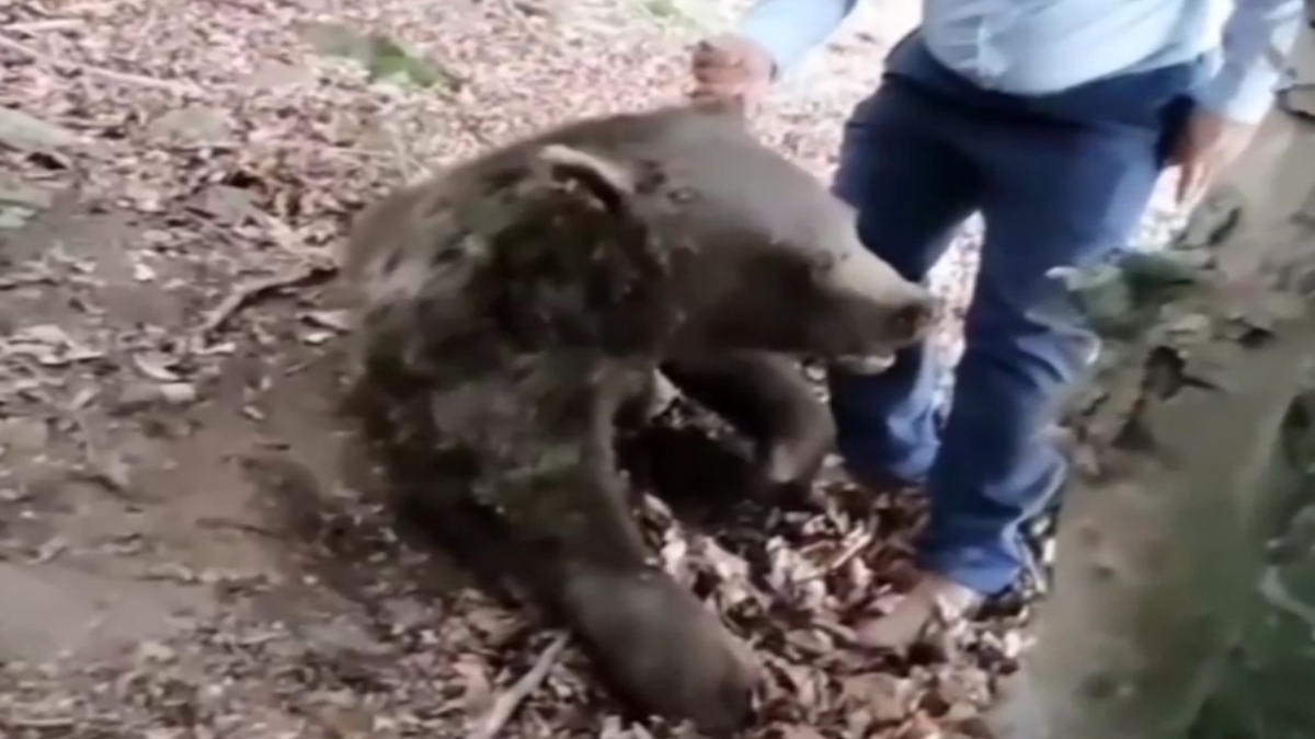مرگ یک خرس با شلیگ گلوله در سوادکوه