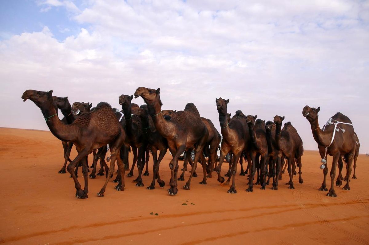 عربستان دستور اخراج شتر‌های دارای مالکیت غیرسعودی را صادر کرد