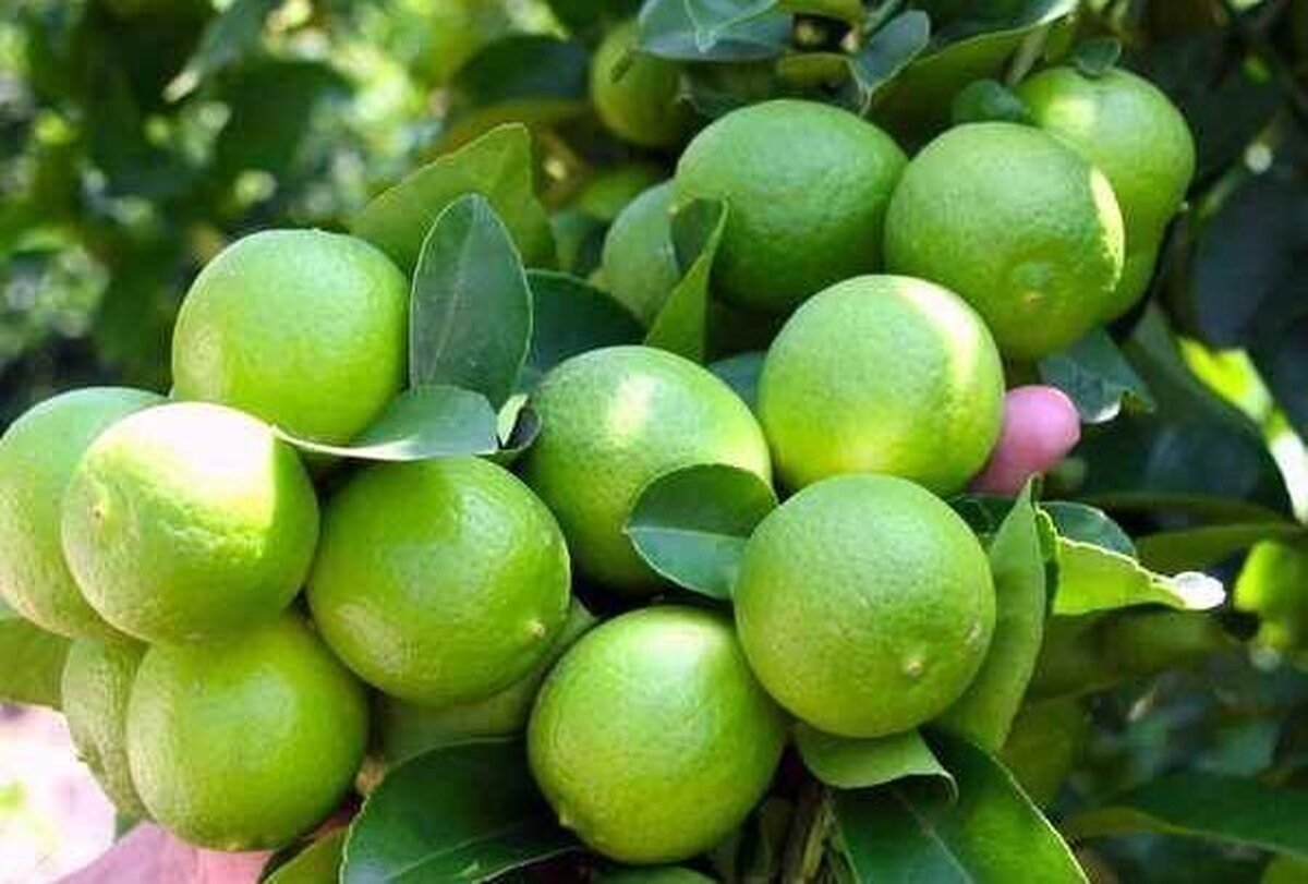 مصرف روزانه لیمو برای برای بهبود ۱۳ بیماری
