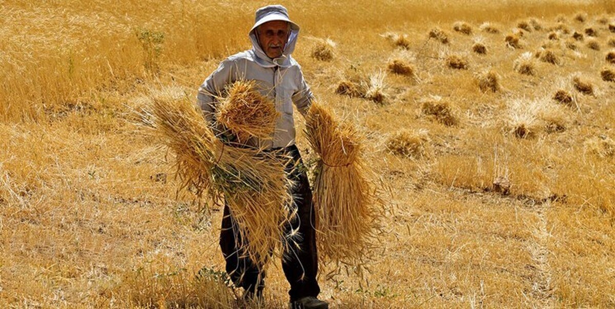 کشاورزان کدام استان گندم بیشتری به دولت فروخته اند؟