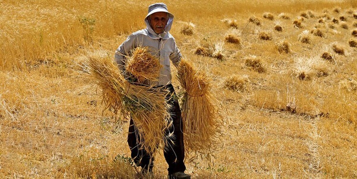 قیمت گندم تعیین اما اعلام نشد / گندمکاران تا چه زمانی منتظر باشند؟