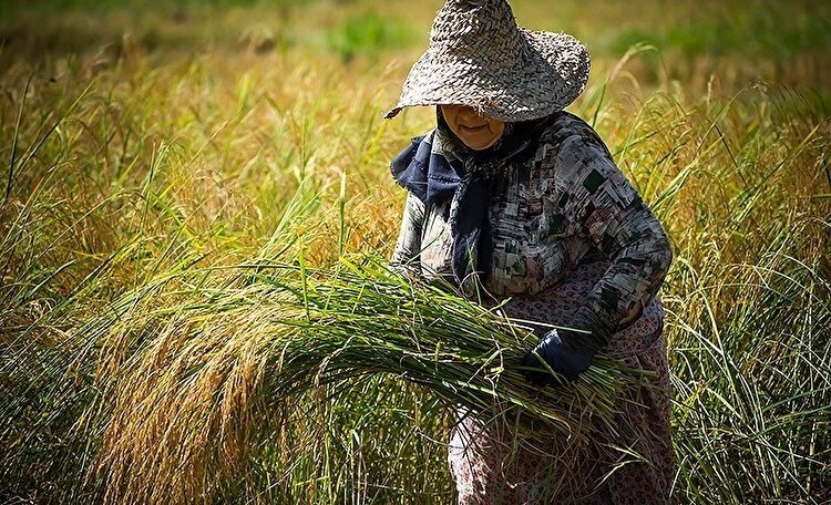 تصاویر| آخرین روز‌های برداشت برنج در گیلان