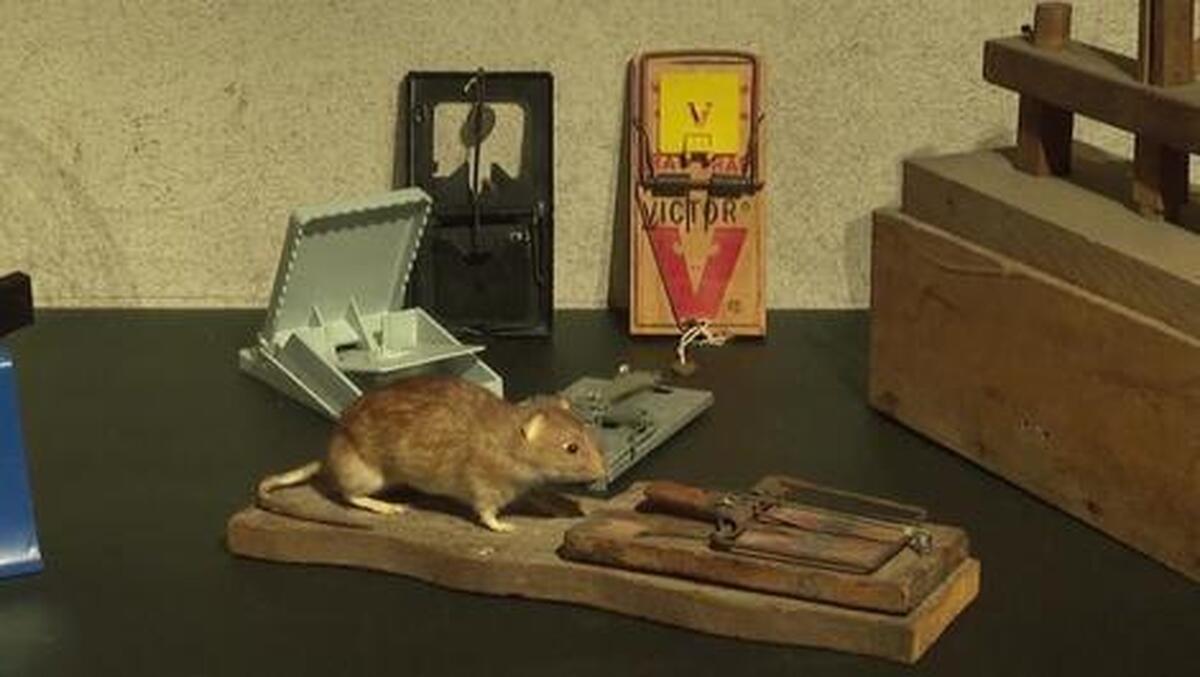 فیلم| نمایشگاه موش‌ها در بلژیک