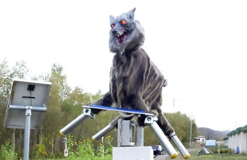 عکس| گرگهایی که ناجی ژاپن شدند! عکس| گرگهایی که ناجی ژاپن شدند!