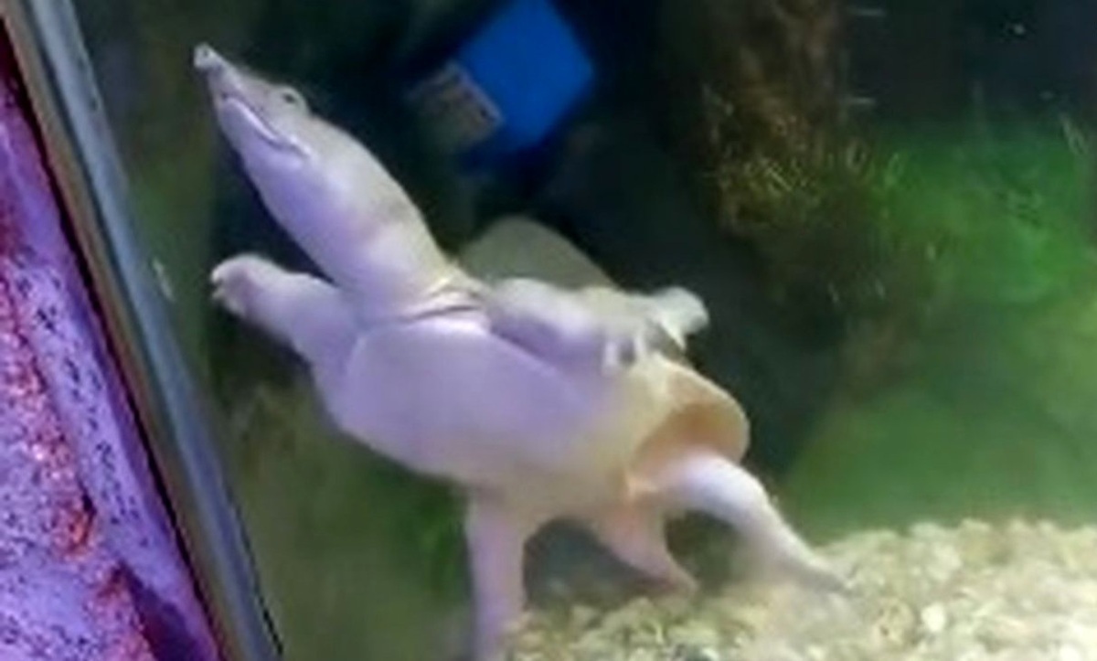 فیلم| تغییر شکل عجیب و تلخ لاک‌پشت در باغ‌وحش!