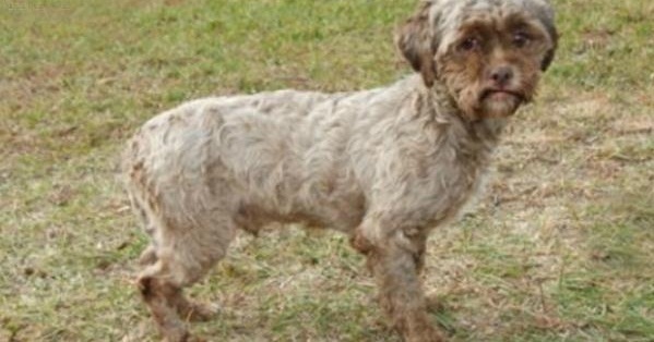 عکس| تولد یک سگ در آمریکا با چهره انسان! عکس| تولد یک سگ در آمریکا با چهره انسان!