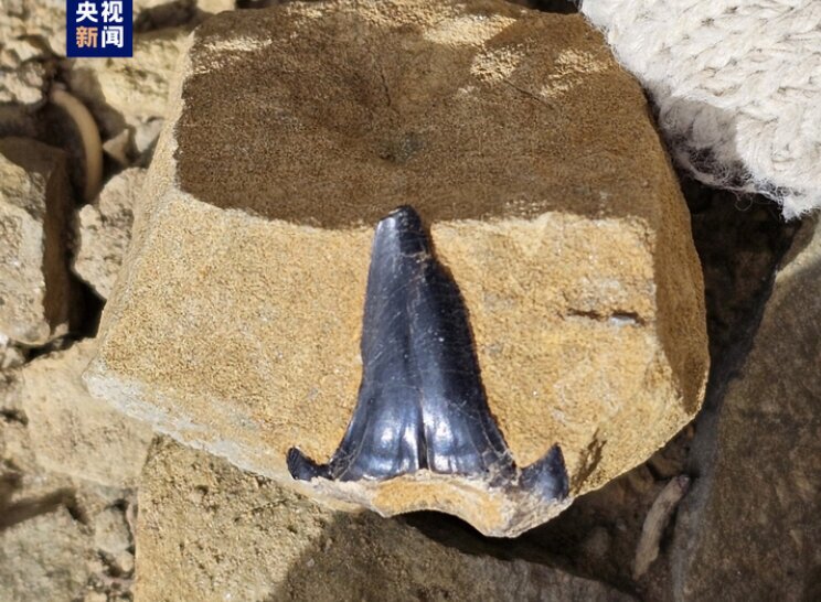 عکس| ابهت دندان کوسه‌ ماقبل تاریخ که در چین پیدا شد!