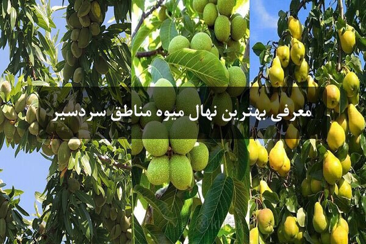 معرفی پربارترین درختان میوه مناطق سردسیر با بازدهی تجاری!