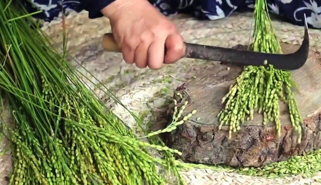 درباره جوکول چه می دانید؟+عکس