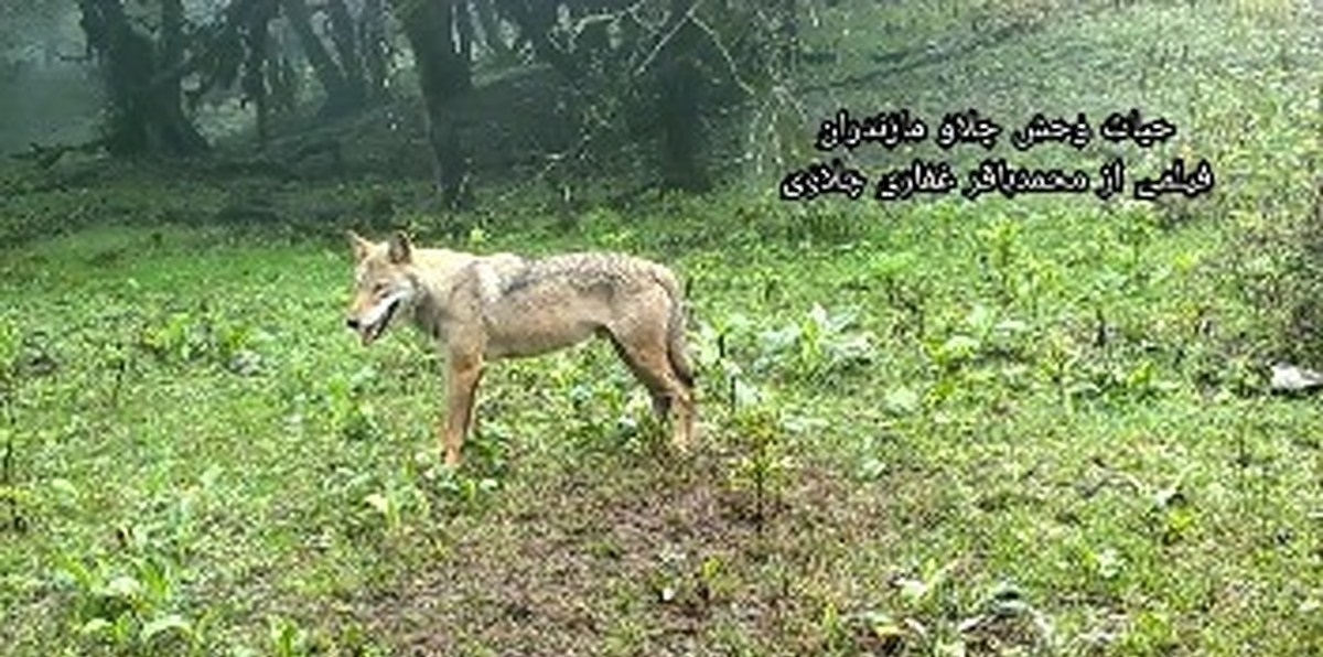 فیلم| پرسه یک گرگ در جنگل‌های هیرکانی