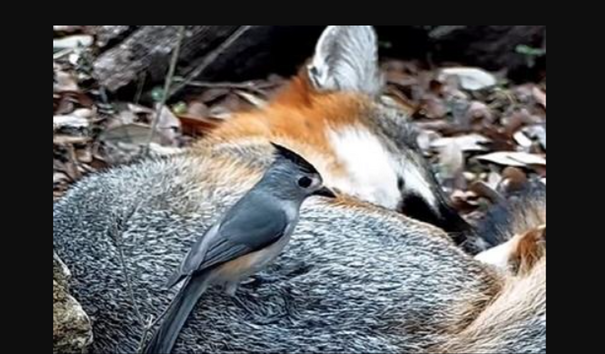فیلم| مو کندن یک پرنده از بدن روباه برای ساختن لانه!