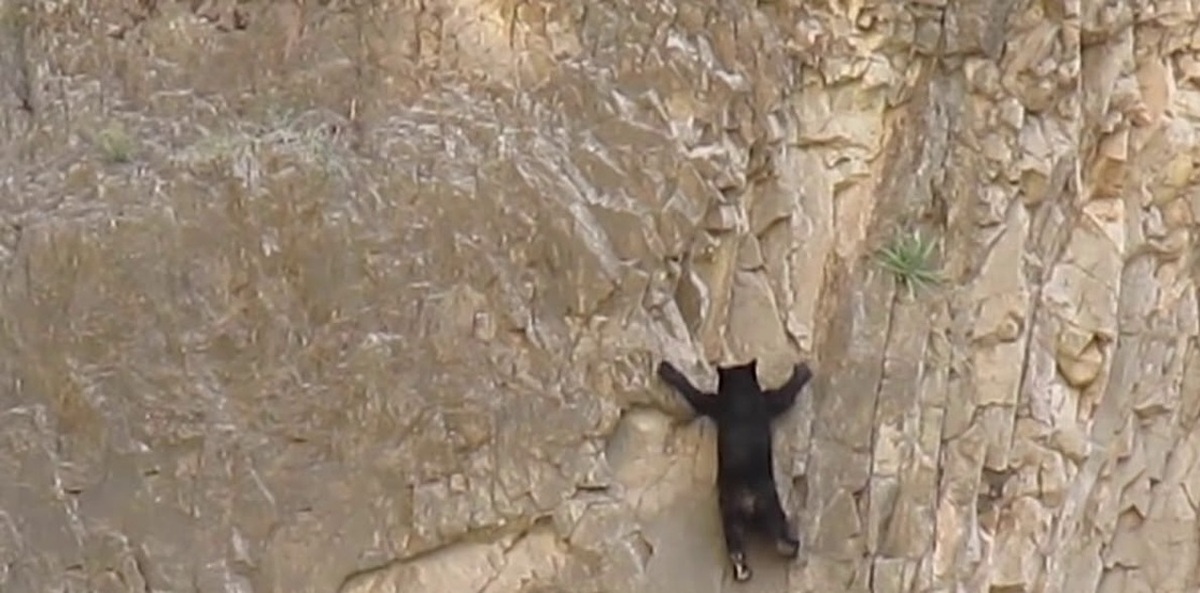 فیلم| صخره‌نوردی خطرناک یک خرس