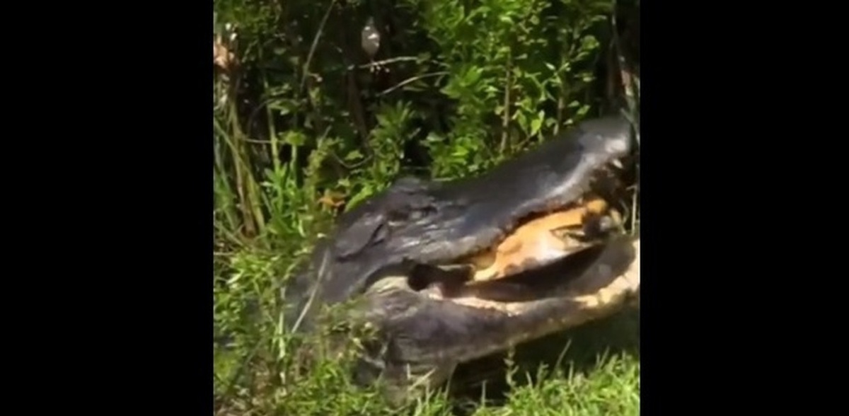فیلم| این تمساح با آرواره‌های قدرتمند خود یک لاک‌پشت را در هم شکست!