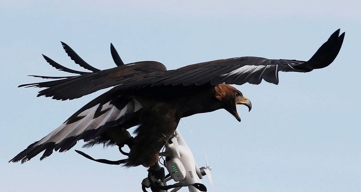 فیلم| لحظه دزدیدن پهپاد در حال پرواز توسط عقاب