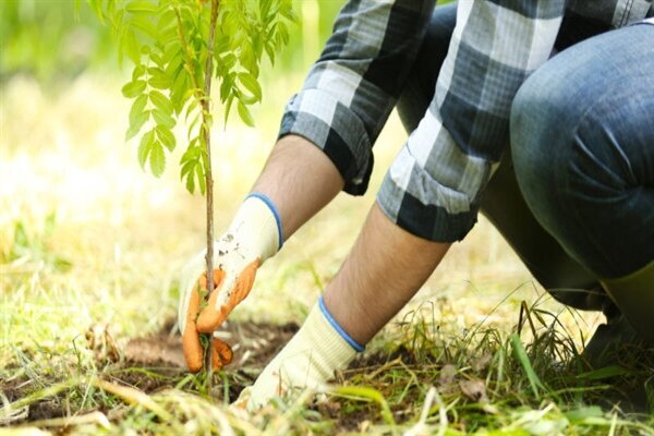 صدور حکم کاشت 520 نهال به جای حبس برای 6 محکوم در دزفول صدور حکم کاشت 520 نهال به جای حبس برای 6 محکوم در دزفول
