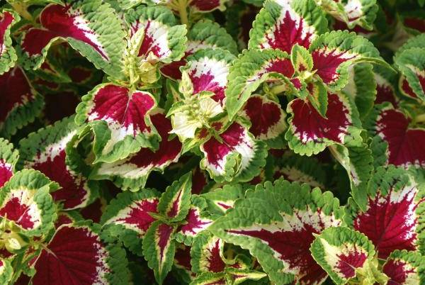 عکس| نکات طلایی برای نگهداری از گل حسن یوسف