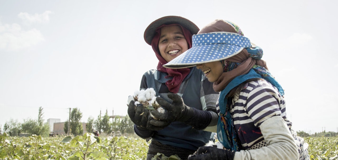 تصاویر| برداشت پنبه در سرزمین طلای سفید