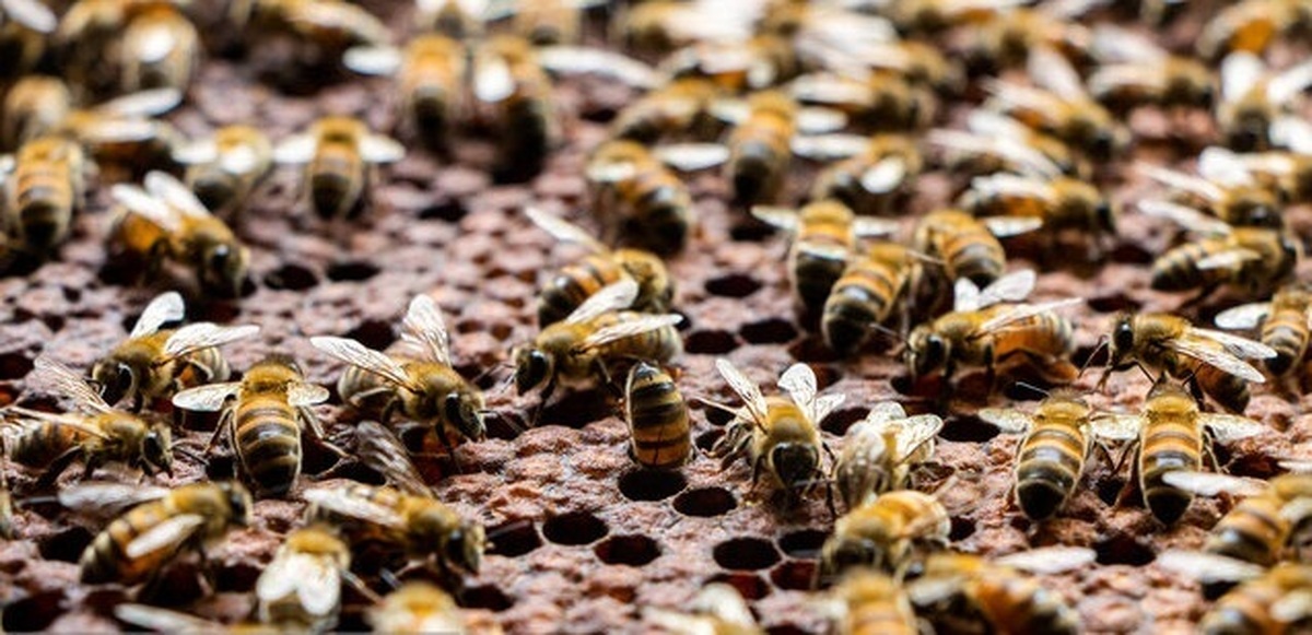 معجزه زنبور عسل را دست کم نگیرید!