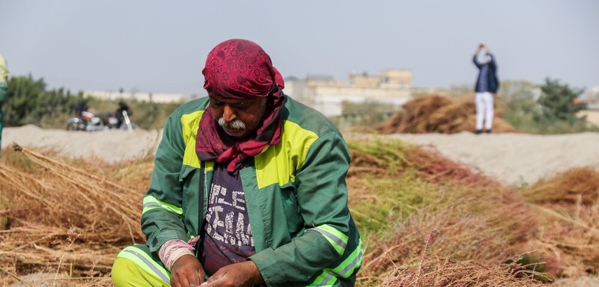 تصاویر| مراحل برداشت مزرعه کاشت جارو در مشهد