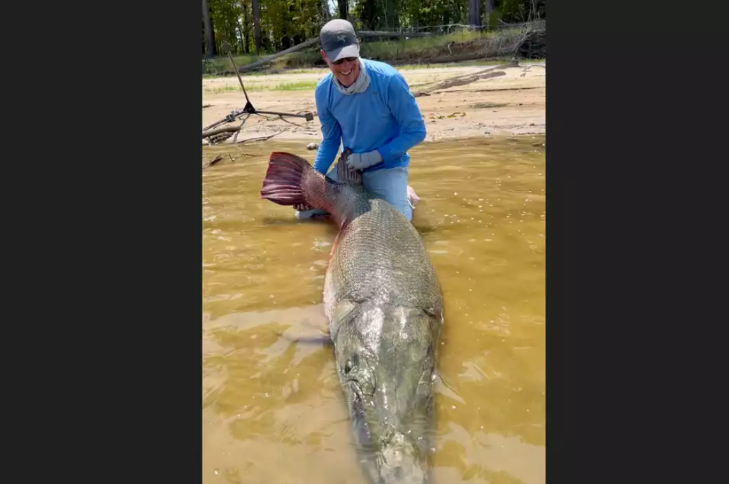 عکس| این ماهی غول‌پیکر رکوردها را جابه‌جا کرد!