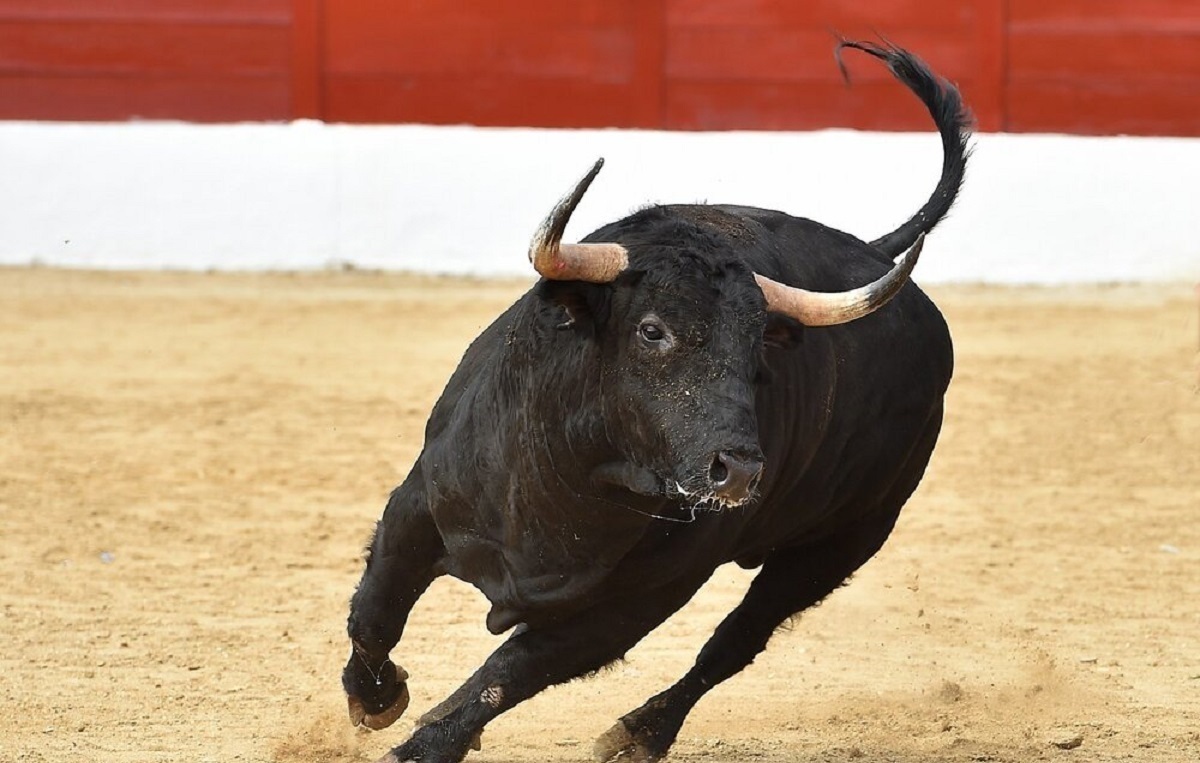 فیلم| ضربه فنی کردن یک گاو خشمگین توسط یک گاوچران چغر و بد بدن