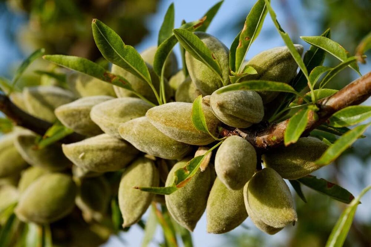 شروع یک سرمایه گذاری سودآور فقط با خرید نهال بادام از نهالوند!