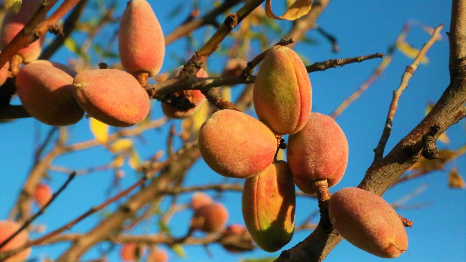 شروع یک سرمایه گذاری سودآور فقط با خرید نهال بادام از نهالوند!