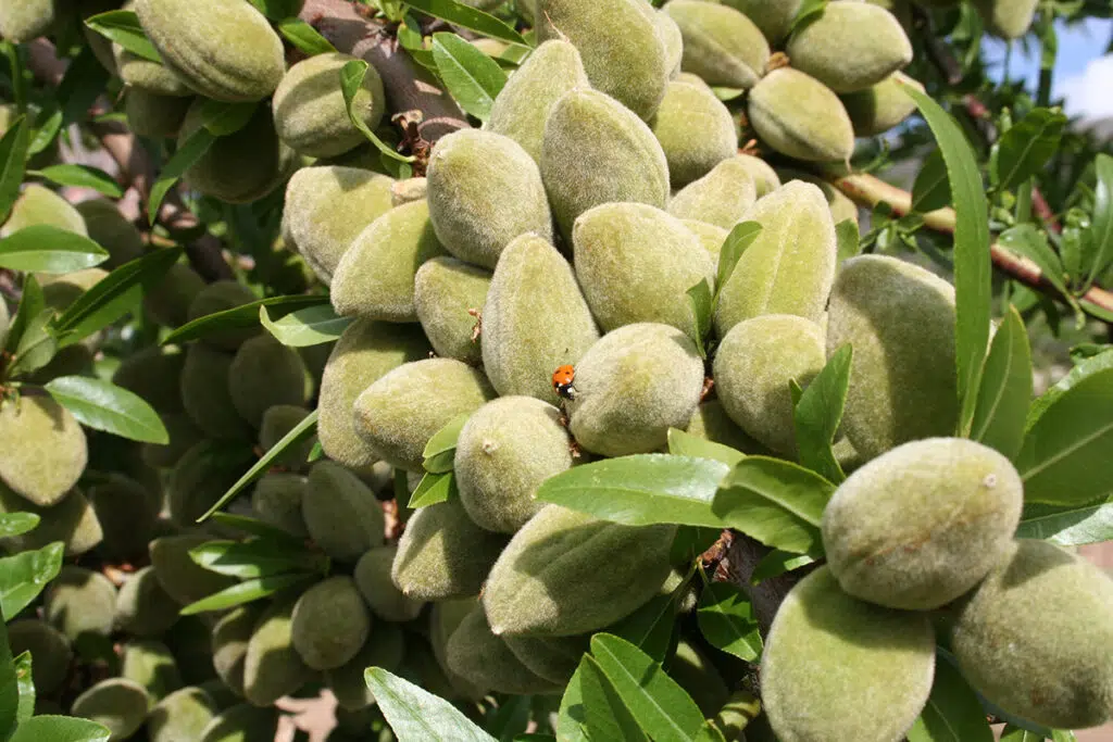 شروع یک سرمایه گذاری سودآور فقط با خرید نهال بادام از نهالوند!