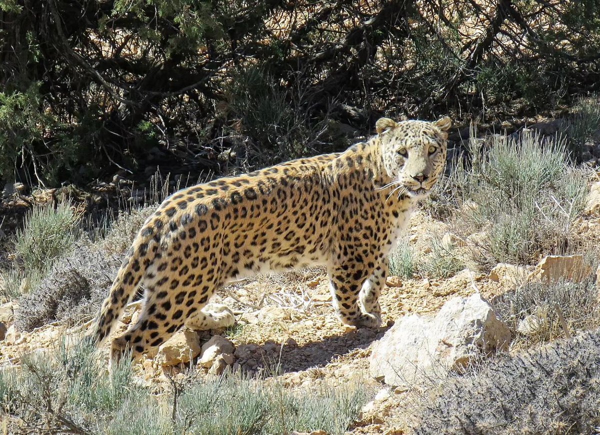 عکس| ژست و فیگور پلنگ ایرانی مقابل دوربین در پارک ملی گلستان