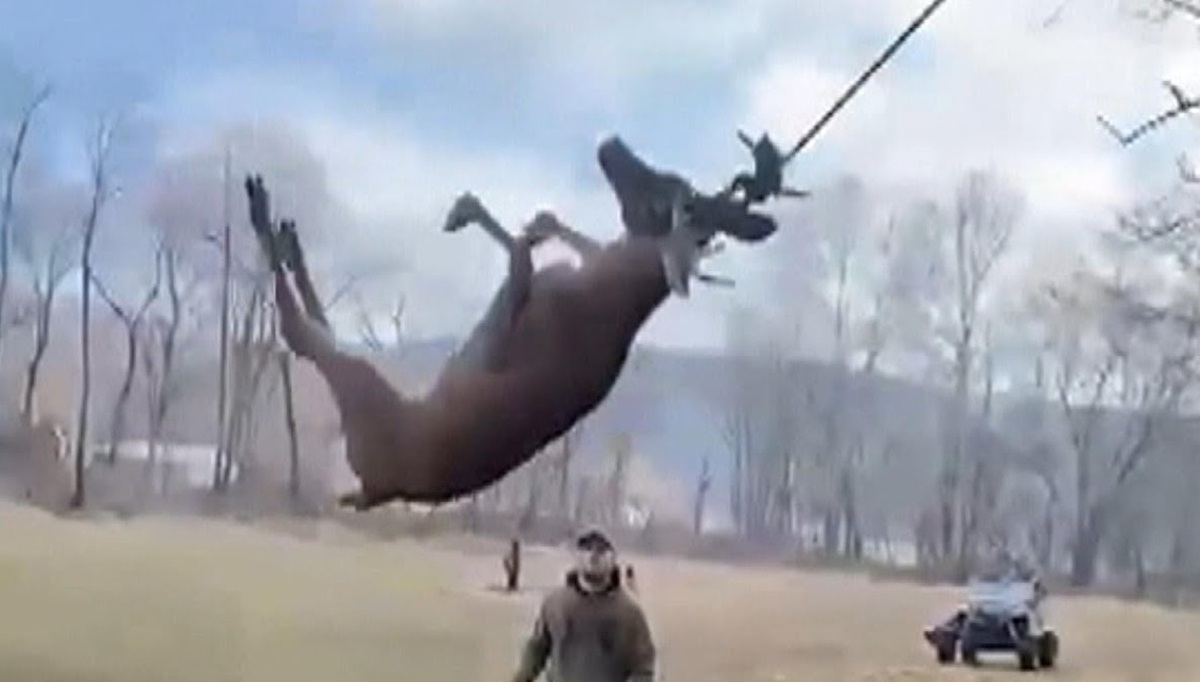 فیلم| شکارچیان یک گوزن را از اعدام با طناب نجات دادند