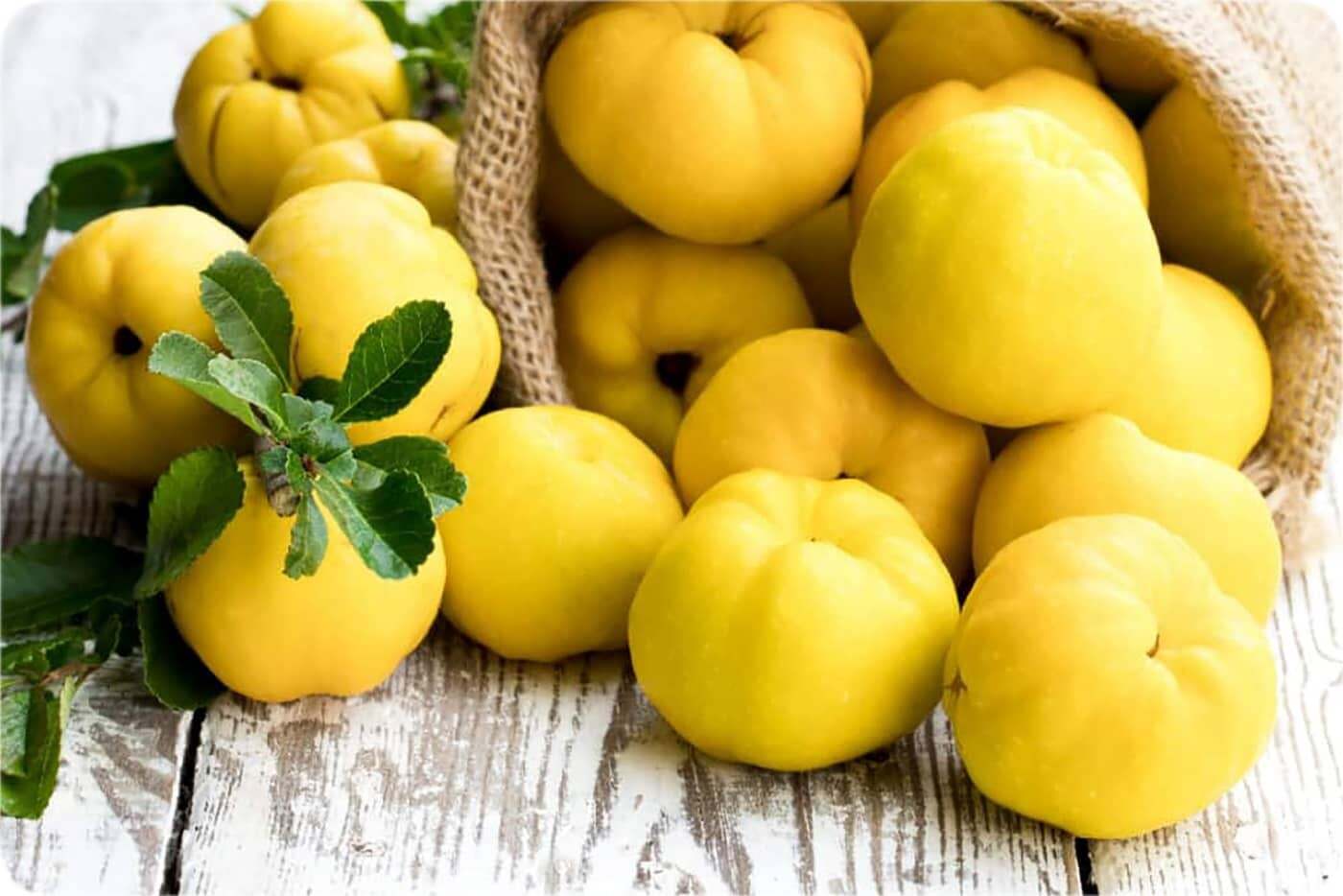 چرا در مناطق سردسیر، نهال خرمالو و نهال به مناسب است؟ چرا در مناطق سردسیر، نهال خرمالو و نهال به مناسب است؟