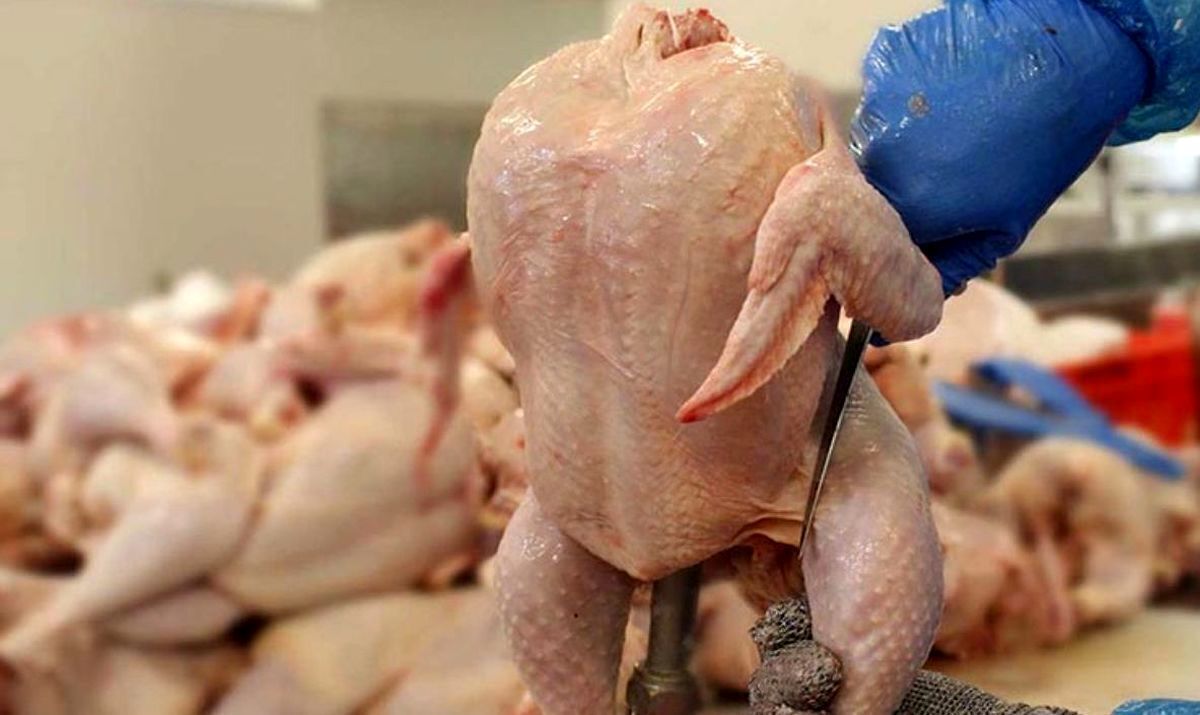 کاهش قیمت گوشت مرغ داخلی
