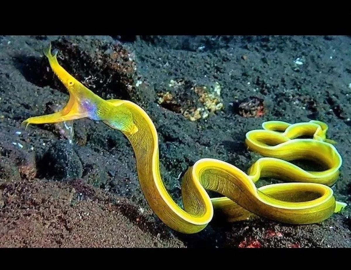 فیلم| موجودات دریایی شگفت انگیزی که تا به حال ندیده‌اید