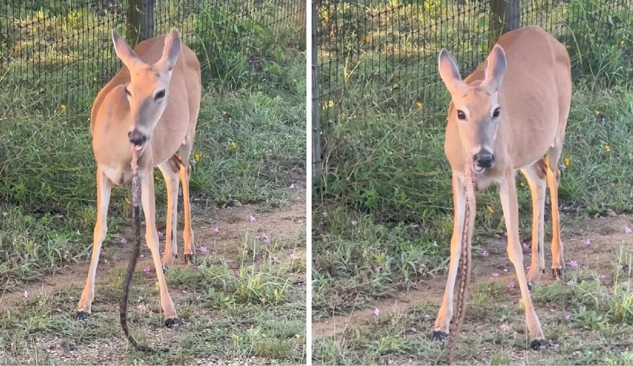 عکس| این آهو مار میخورد! عکس| این آهو مار میخورد!