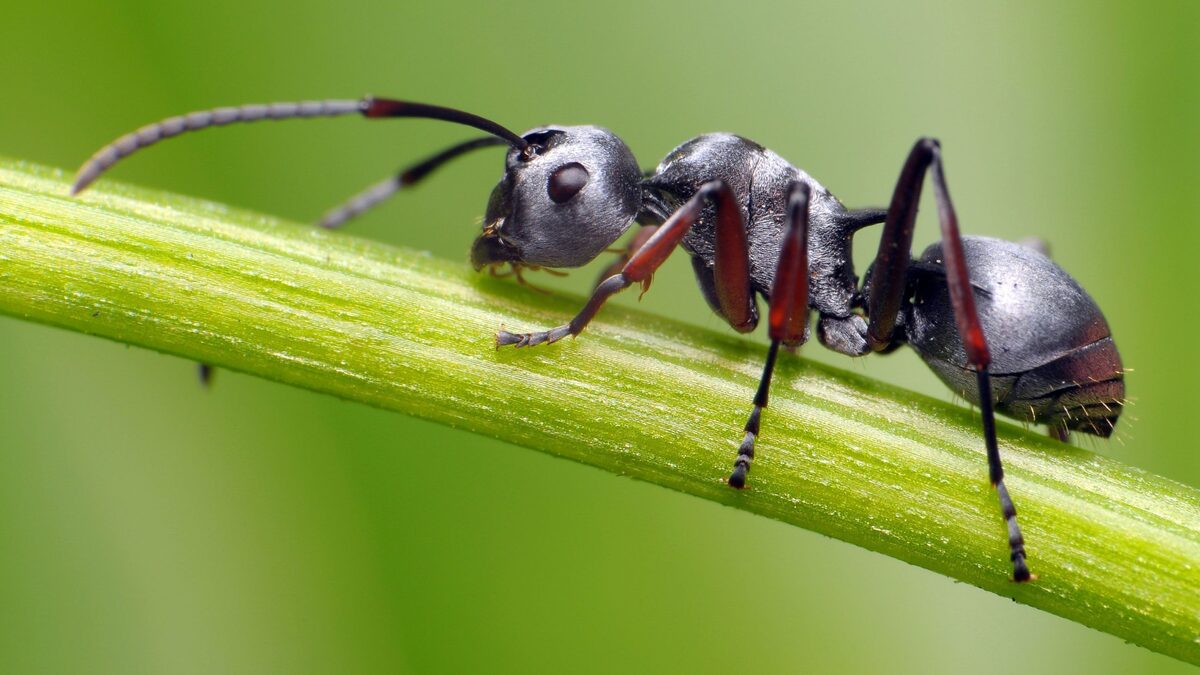 فیلم| ویدیویی ترسناک از صورت یک مورچه از نمایی نزدیک