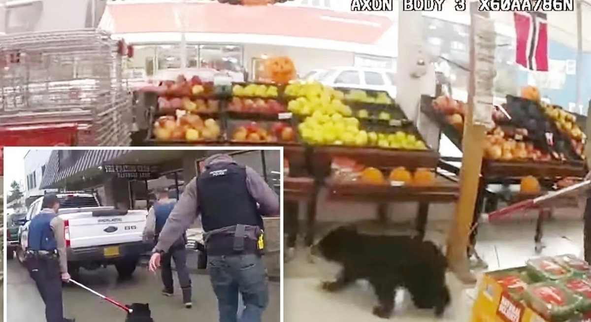 فیلم| این توله خرس سیاه؛ سرزده به فروشگاه مواد غذایی رفت!