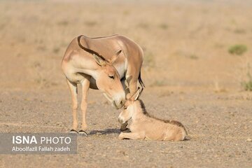 عکس| تولد دو گورخر خارج از فصل تولیدمثل در پارک ملی کویر عکس| تولد دو گورخر خارج از فصل تولیدمثل در پارک ملی کویر