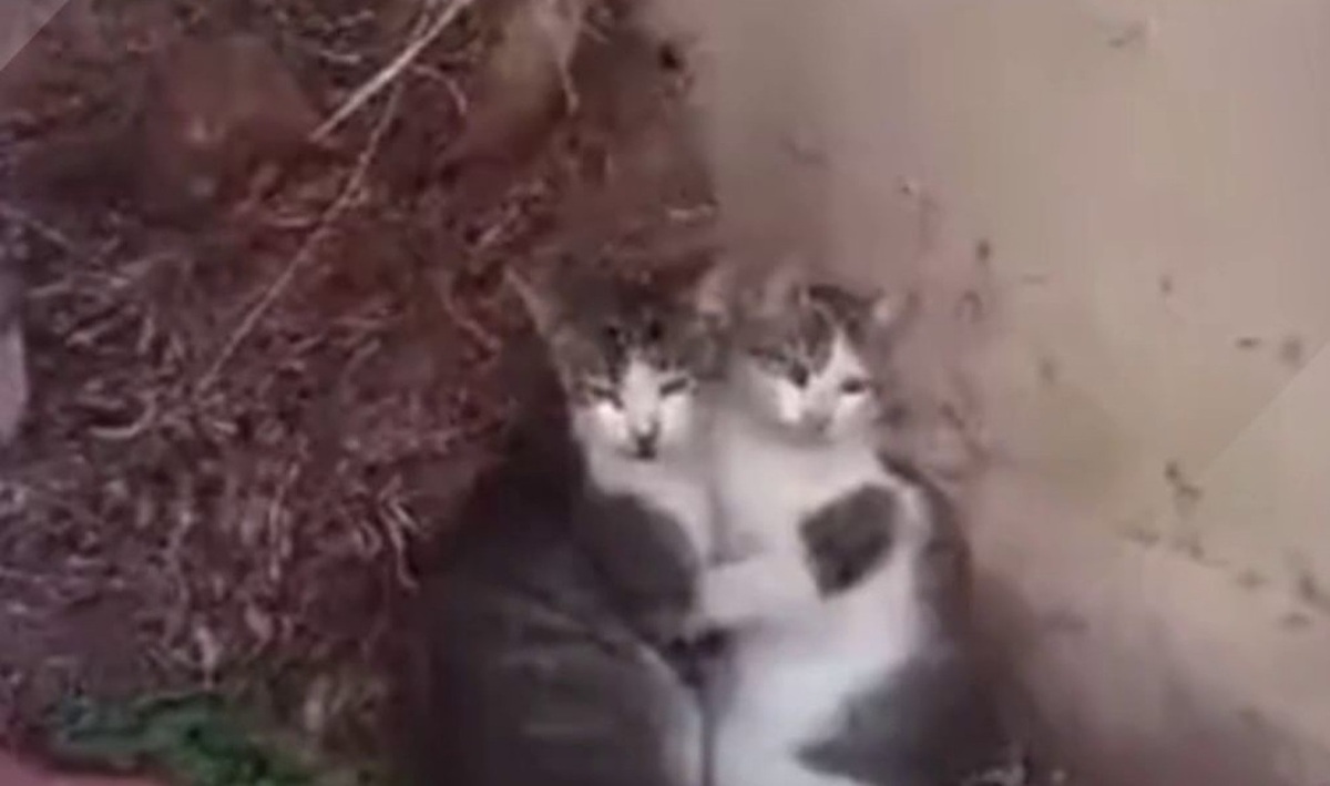 فیلم| بمباران غزه و دو گربه که از ترس به‌ هم چسبیدند