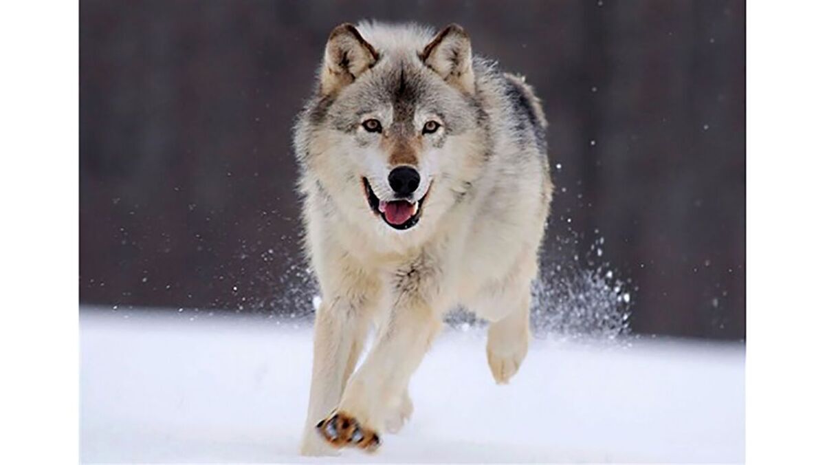 عکس| «گرگ خاکستری» حیوانی که پس از 100 سال به شهر بازگشته است