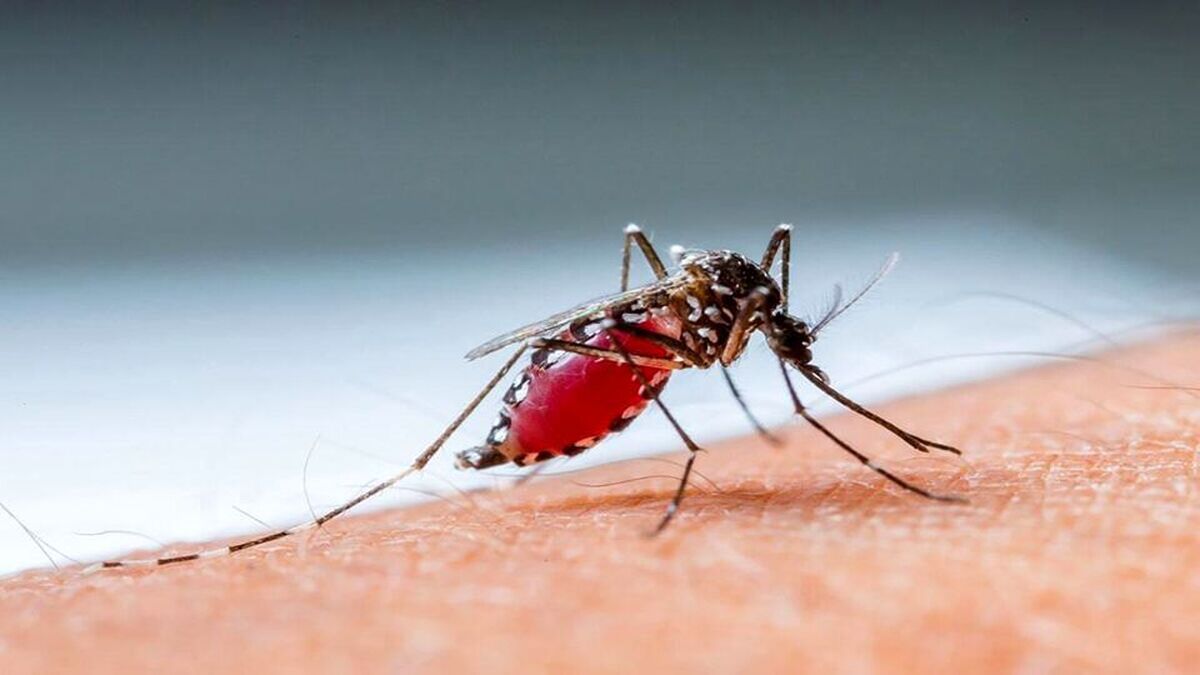 شناسایی ۶۶۲۹ مورد ابتلا به مالاریا