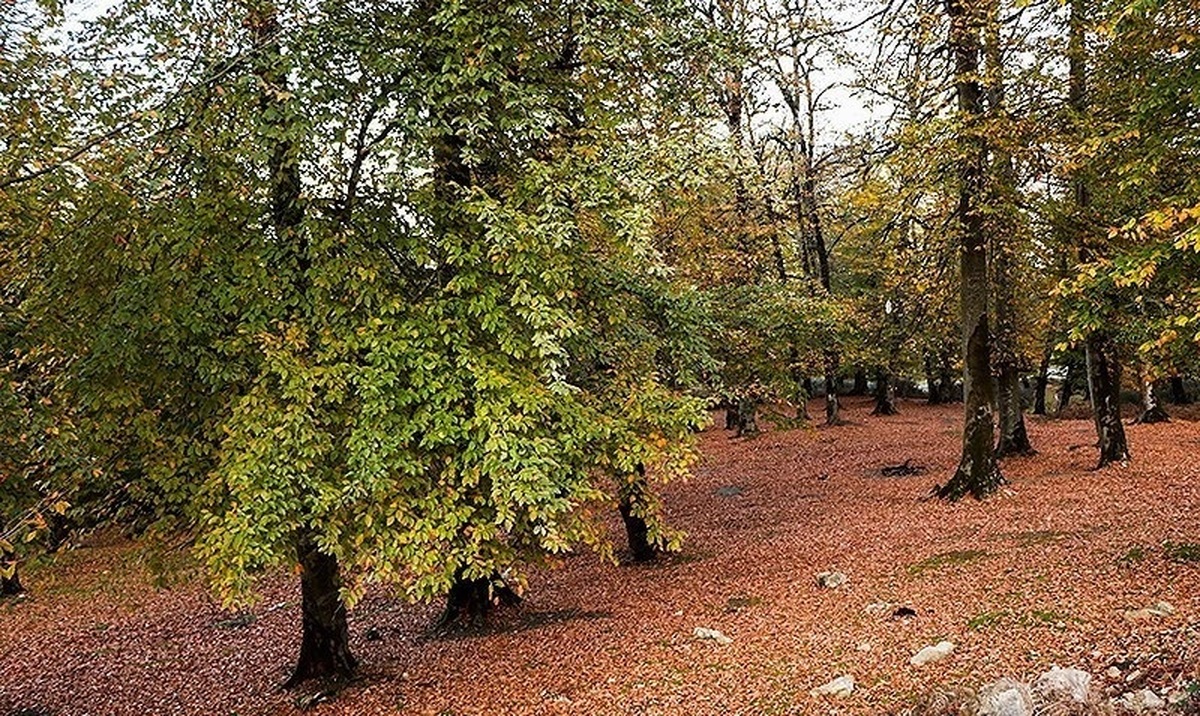 مشاهده یک گونه حشره‌خور نایاب در لرستان