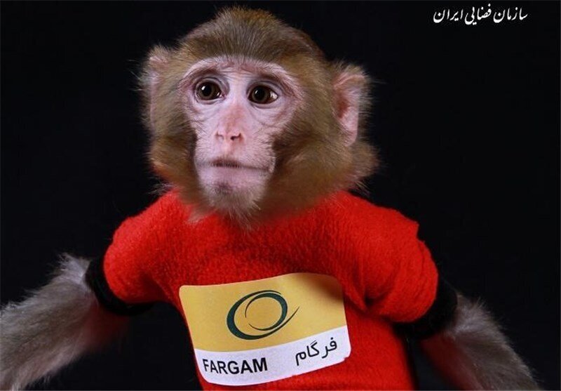 عکس| میمونهای فضانورد ایرانی تشکیل خانواده دادند عکس| میمونهای فضانورد ایرانی تشکیل خانواده دادند