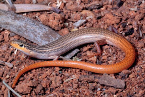 عکس| ظاهر نامتعارف این مار خبرساز شد!