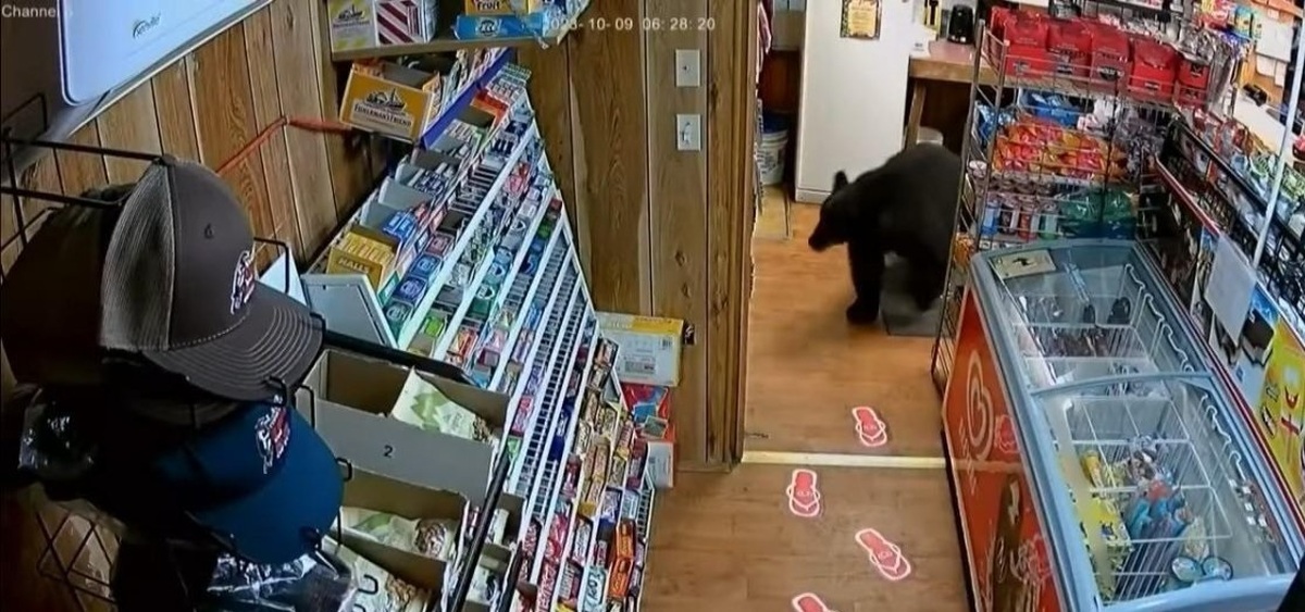 فیلم| این خرس سیاه یک بسته پاستیل خرسی را از سوپرمارکت سرقت کرد