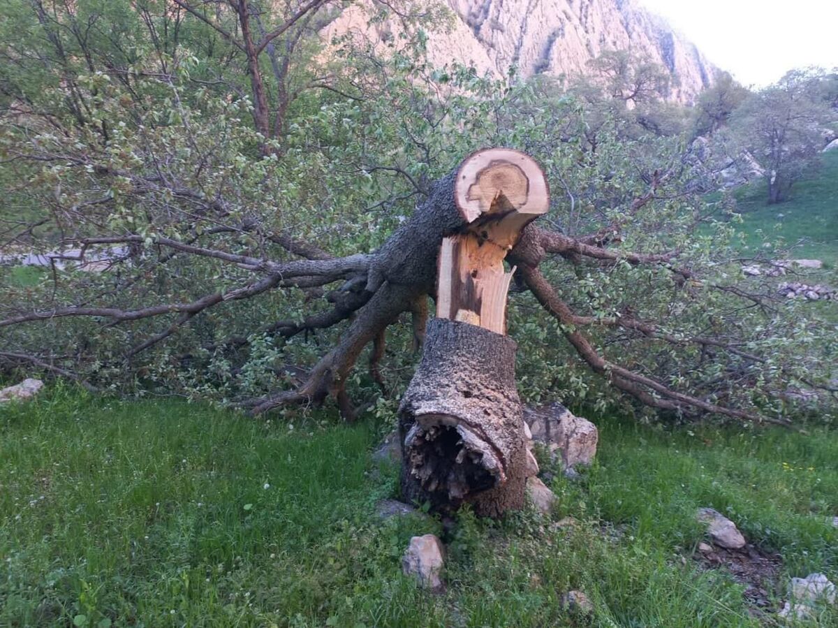 جنجال اردوی دانش آموزی در جنگل باقرآباد مینودشت