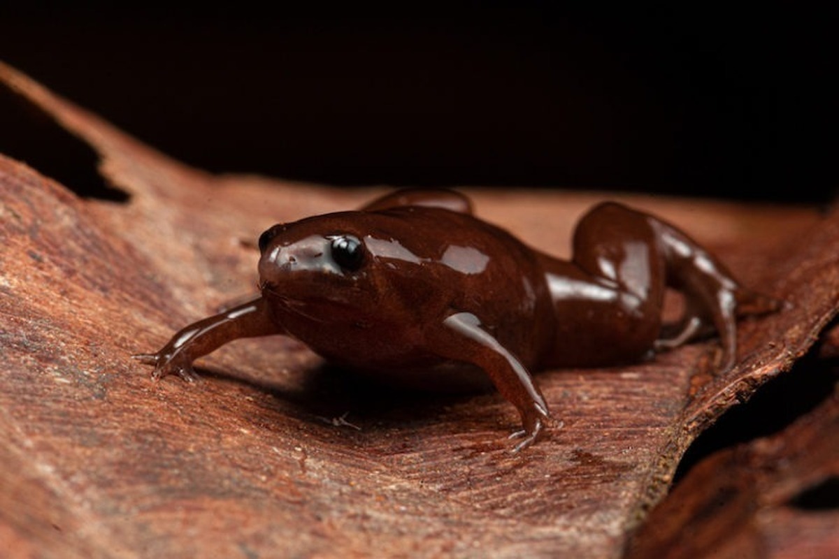 تصاویر| کشف عجیب‌ترین قورباغه جهان در آمازون