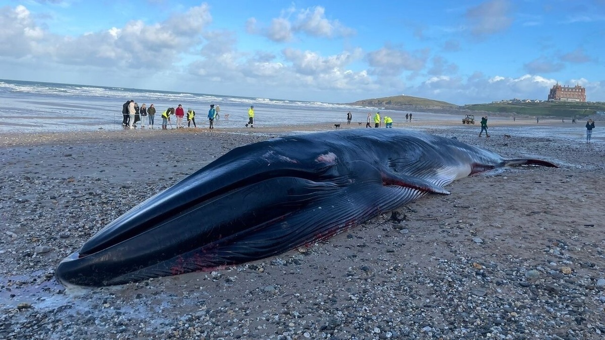 فیلم| پیدا شدن جسد نهنگ عظیم الجثه‌ در انگلیس