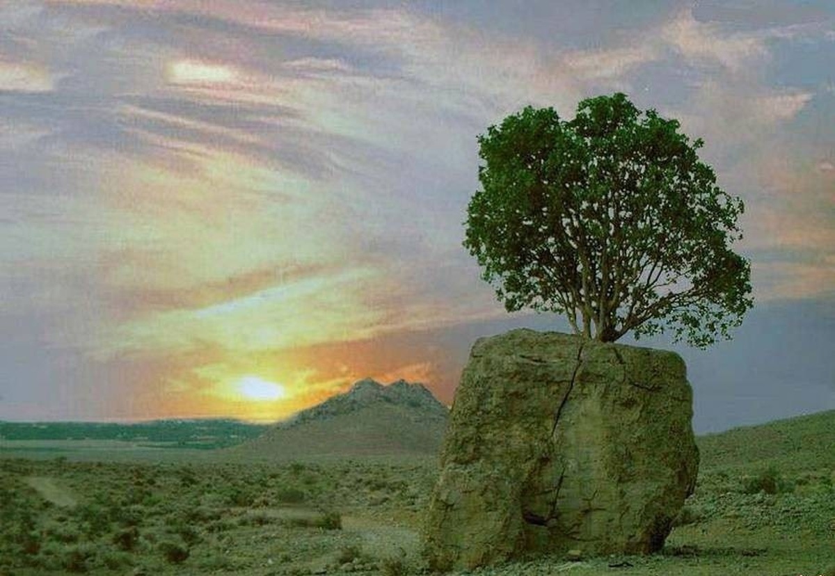 فیلم| معجزه طبیعت؛ رشد یک درخت از وسط تخته سنگ بزرگ در ارسنجان