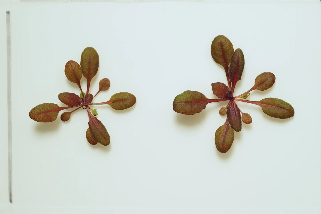 عکس| واکنش باورنکردنی گیاه وسواسی به آلودگی